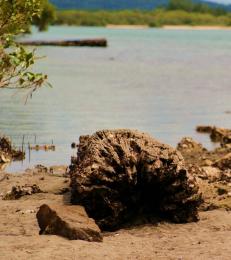 Drift Wood Large